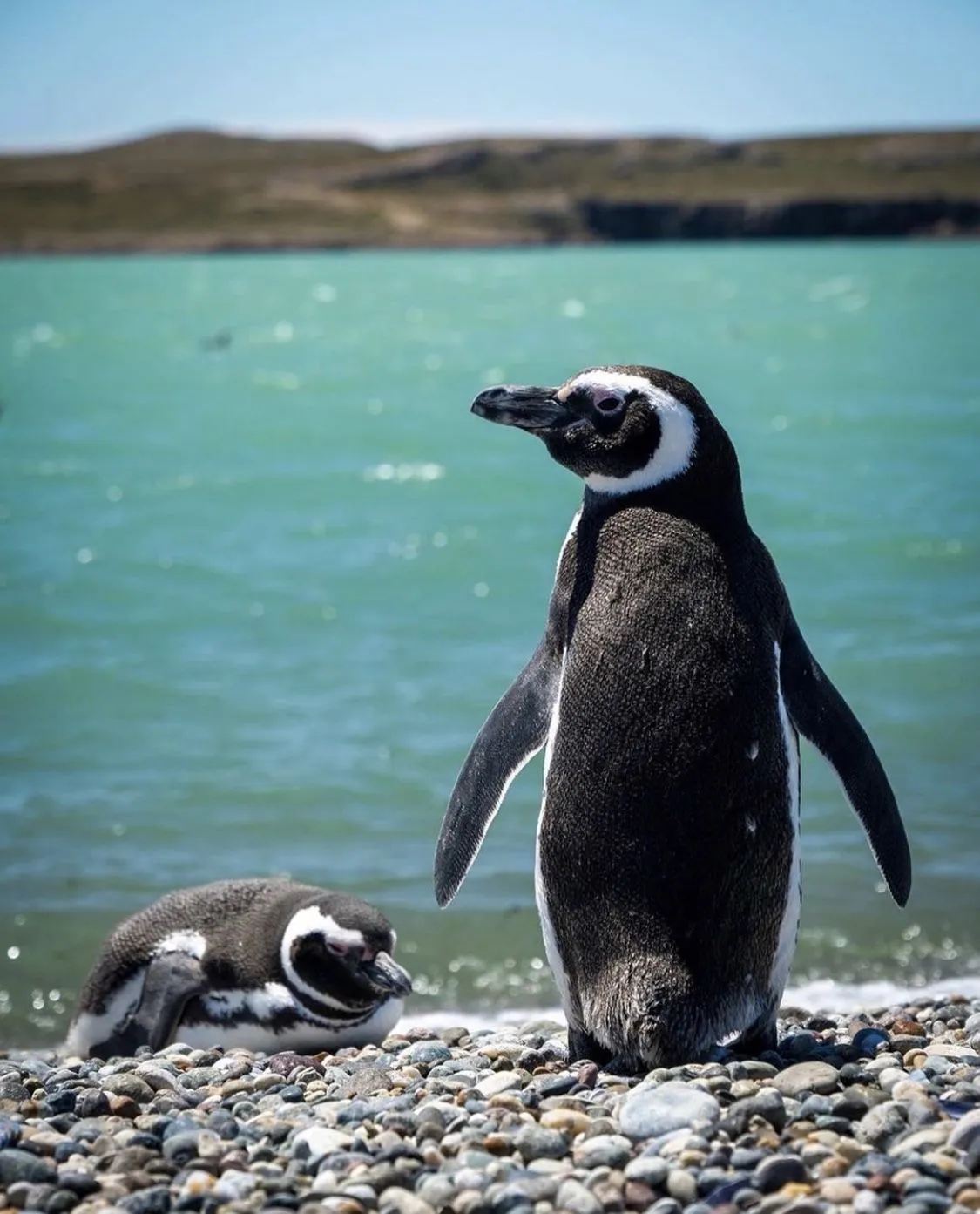Patagonia Soñada